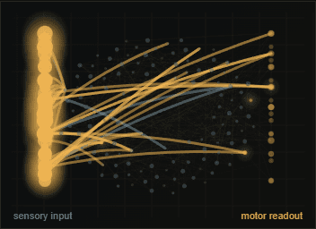 Close-up render of the trained connectome subgraph